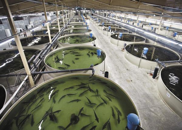 Breeding, cultivation, processing of fish products in Almaty region